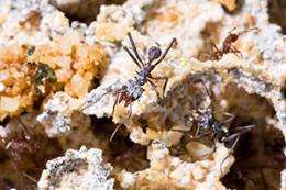 Sequencing effort to chart ants and their ecosystem