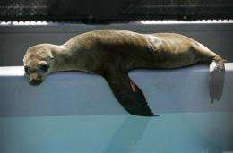 Sick sea critters aided by Marine Mammal Center (AP)