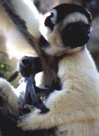 Sifaka Male with infant