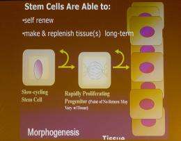 Skin biology illuminates how stem cells operate