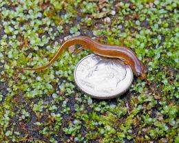 Smallest salamander in U.S. discovered