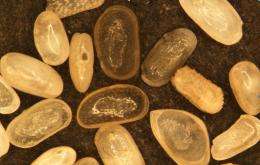 Small fossils provide key clues for interpreting environmental changes