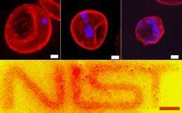 Small nanoparticles bring big improvement to medical imaging