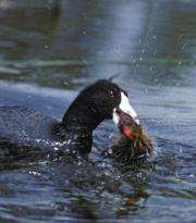 Soap opera in the marsh: Coots foil nest invaders, reject impostors