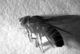 Soaring or snoring? Fruit fly's immune system responds differently when asleep