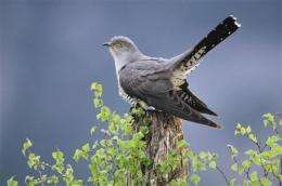 Society warns cuckoo bird in danger of extinction (AP)