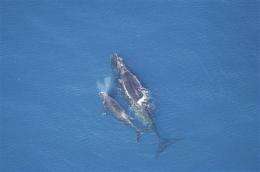 Some fear Navy sonar may harm Fla.'s right whales (AP)