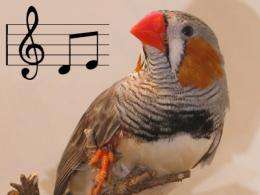 Songbirds reveal how practice improves performance