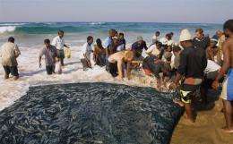 South Africans secure thousands of sardines in a net in Sezela