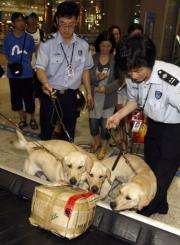 South Korean customs officials handle cloned sniffer dogs checking baggage at Incheon International Airport