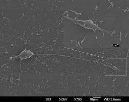Special Nanotubes May Be Used as a Vehicle for Treating Neurodegenerative Disorders