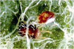 Spider mite predators serve as biological control