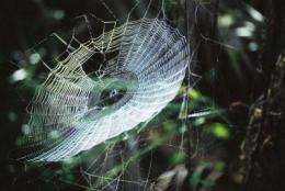Spider web glue spins society toward new biobased adhesives