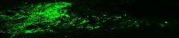 Spinal cord regeneration enabled by stabilizing, improving delivery of scar-degrading enzyme