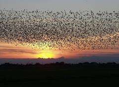 Starlings forming