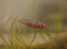 Researchers find first-ever 'wanderlust gene' in tiny bony fish