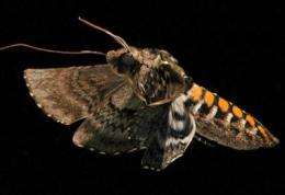 Straighten up and fly right: Moths benefit more from flexible wings than rigid