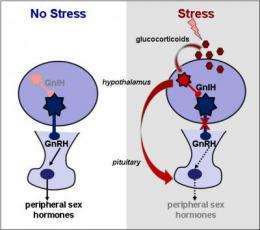 Stress puts double whammy on reproductive system, fertility