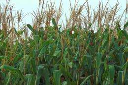 Study highlights massive imbalances in global fertilizer use