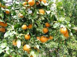 Study of alternate bearing presents recommendations for citrus growers