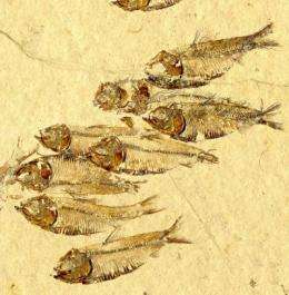 Study unravels why certain fishes went extinct 65 million years ago