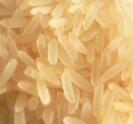 Successful initial safety tests for genetically-modified rice that fights allergy