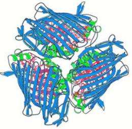 'Taco shell' protein: Orientation of middle man in photosynthetic bacteria described