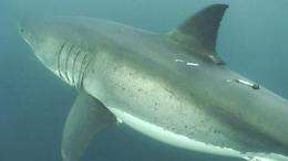 Tags reveal white sharks have neighborhoods in the north Pacific, say Stanford researchers