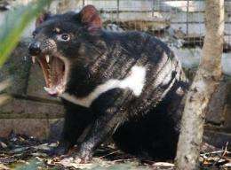 Tasmanian devils listed as endangered in Australia (AP)