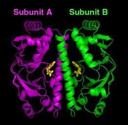 TB cAMP Receptor Protein (On State)