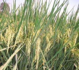 Technology identified could reduce the spread of rice virus