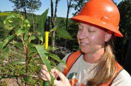 Tennessee foresters helping to return chestnuts to American forests