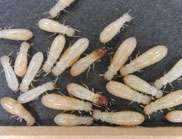 Termites eavesdrop on competitors to survive