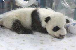 Thai zoo's 1st baby panda goes on display (AP)
