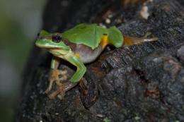 The first gene-encoded amphibian toxin isolated