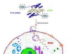 The future of personalized cancer treatment: An entirely new direction for RNAi delivery