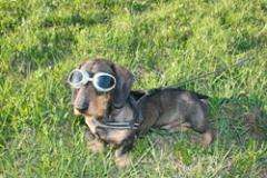 The gene for day blindness in the dachshund has been found