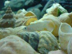 The importance of being helpful -- Cooperative cichlids boost their own reproductive success