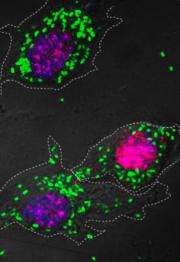 The indefinite self-renewal of specialized cells without the need for stem cell intermediates