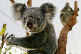 The koala faces starvation as the nutritional quality of eucalyptus leaves declines, the report says