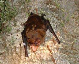 The largest bat in Europe inhabited northeastern Spain more than 10,000 years ago