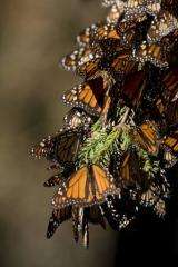 The Monarchs' annual migration ritual has yet to be scientifically explained