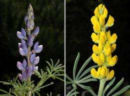 The nutritional value of Andalusian lupines is revealed