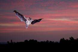 There is more to bats' vision than meets the eye