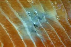 The secretive immune system of the salmon