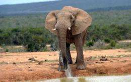 The six elephants in Sierra Leone were shot and "crudely butchered"