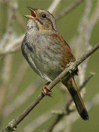 The Swamp Sparrow