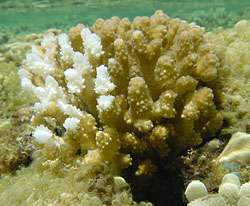 The White Stuff: Marine Lab Team Seeks to Understand Coral Bleaching
