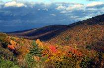 This could be an awesome year for fall foliage, expert says