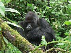 This photo, provided by the Rwanda Development Board of Tourism and Conservation, shows the silverback gorilla Titus